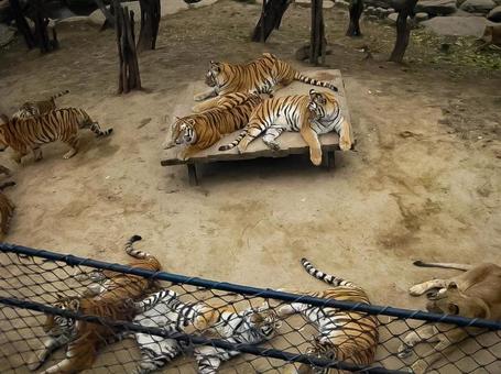 Tigers relaxing at the safari park, dora, safari park, zoo, JPG