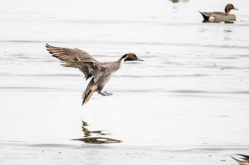オナガガモの着水(24) 鳥,カモ,オナガガモの写真素材