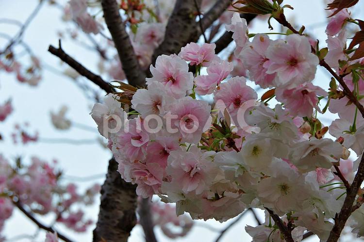 たそがれのヤエザクラ ヤエザクラ,八重桜,たそがれの写真素材
