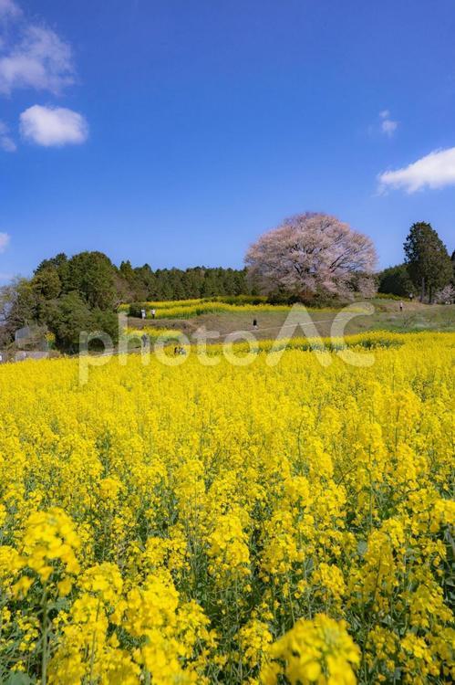 菜の花と桜 菜の花,桜,自然の写真素材