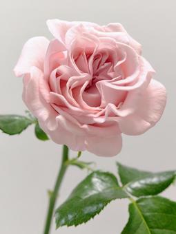 ピンク色のバラの花 ピンク色のバラの花 花,バラ,植物の写真素材