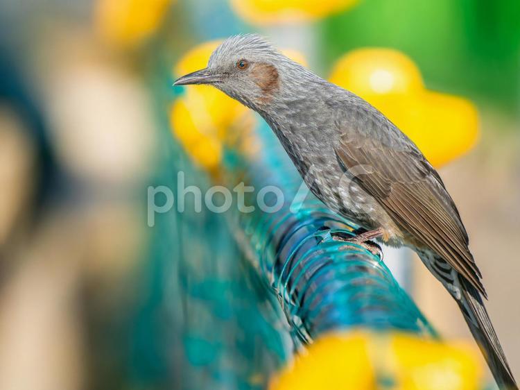 柵にとまるヒヨドリ ヒヨドリ,野鳥,鳥の写真素材