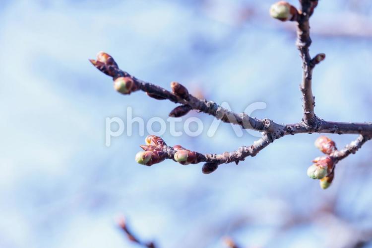蕾が膨らみ始めた河津桜 花,植物,早春の写真素材