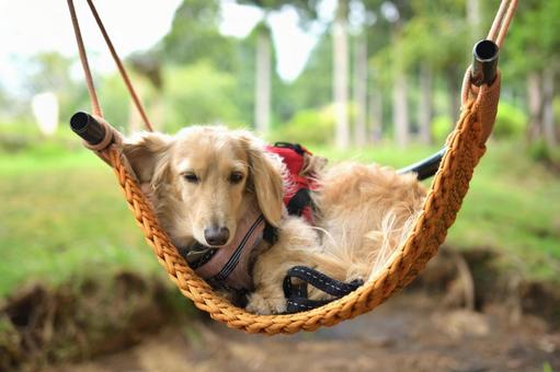 ブランコに気持ちよさそうに揺られる犬 ブランコに気持ちよさそうに揺られる犬 ミニチュアダックス,ダックスフント,愛犬の写真素材