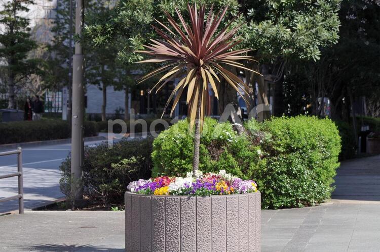 道路わきの花壇 花壇,花,カラフルの写真素材