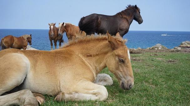 海辺でくつろぐ馬たち 海辺でくつろぐ馬たち 馬,仔馬,海の写真素材