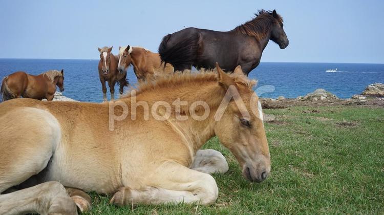海辺でくつろぐ馬たち 馬,仔馬,海の写真素材
