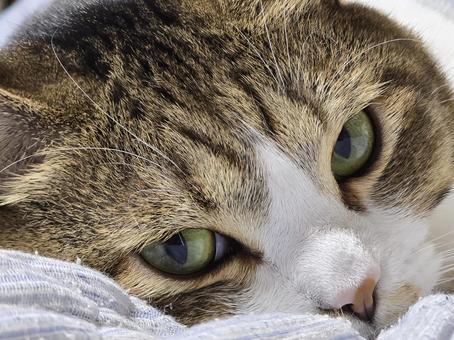 見つめる猫 見つめる猫の写真