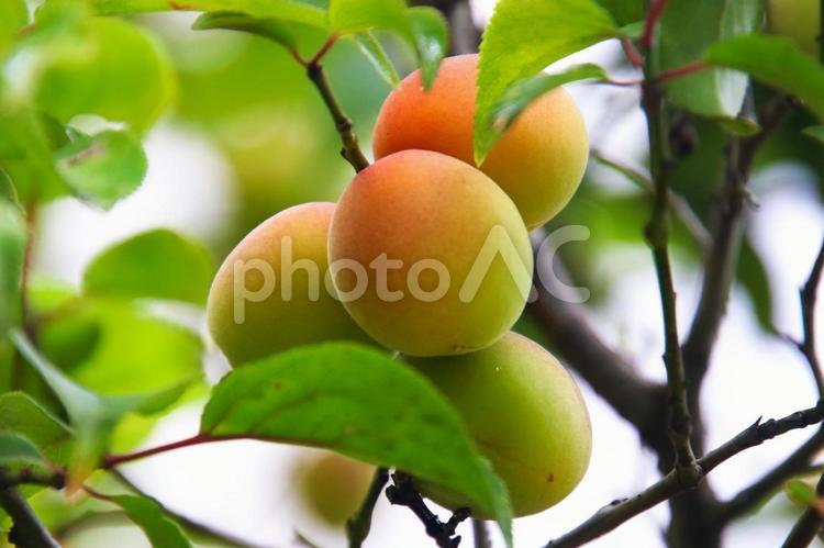ほんのり赤くなった梅の実 梅の実,果物,食べ物の写真素材