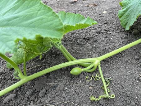 カボチャの畑 カボチャの畑 カボチャ,野菜,栽培の写真素材