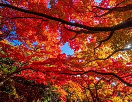 紅葉のトンネルの写真