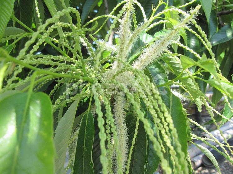 初夏の風に揺れる栗の花 栗,花,栗の花の写真素材