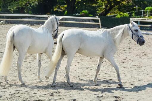 二頭の仲良しな白馬 うま,ウマ,馬の写真素材