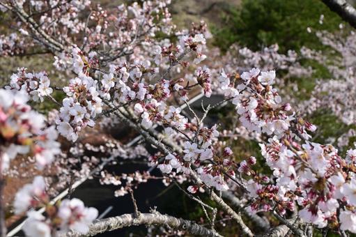 桜 桜の写真