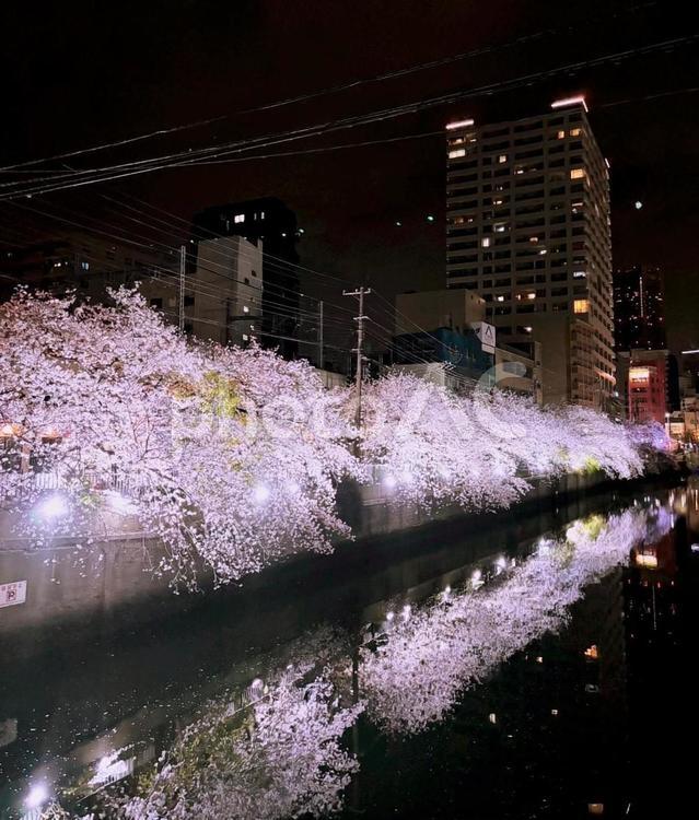 夜桜と街並み 夜桜,街並み,町の写真素材