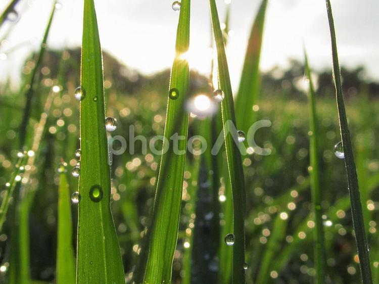 水滴と緑の葉と朝日（Water drops） 水滴,すいてき,しずくの写真素材