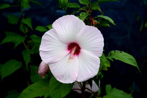 芙蓉の花 芙蓉の花の写真