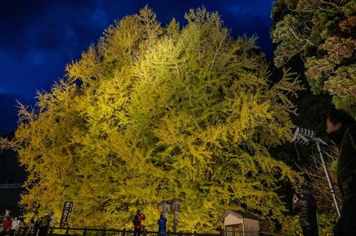 北金ヶ沢の大イチョウ 北金ヶ沢の大イチョウ,ビックイエロー,銀杏の写真素材