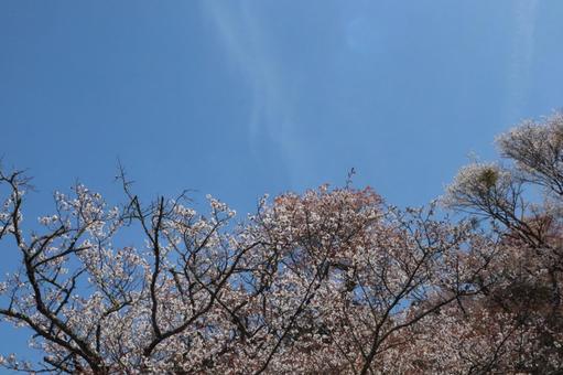 桜 桜の写真