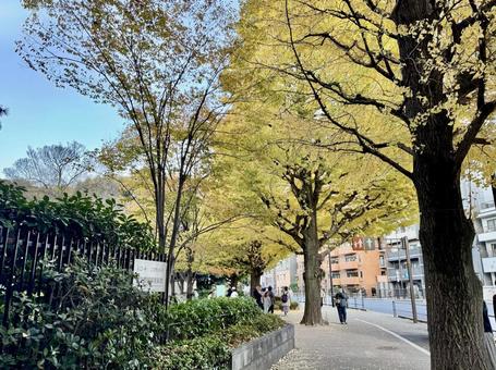 白金の紅葉 白金,いちょう,イチョウの写真素材