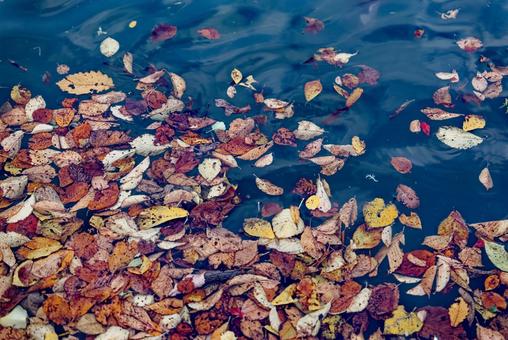水に落ちた紅葉 の写真