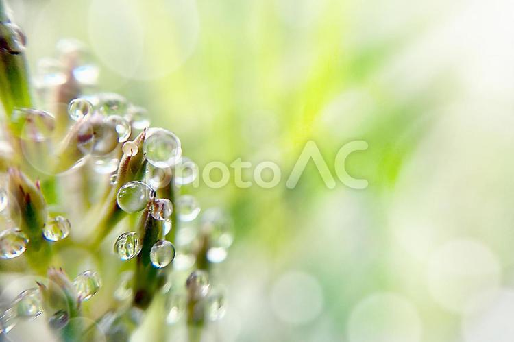 雨上がりの水滴に光があたるグリーン背景0３ 背景,グリーン,自然の写真素材