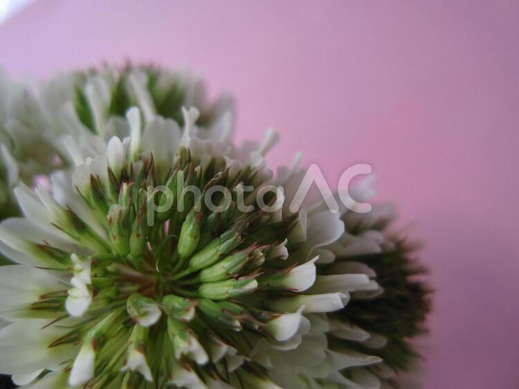 しろつめぐさ 白爪草,花,白い花の写真素材