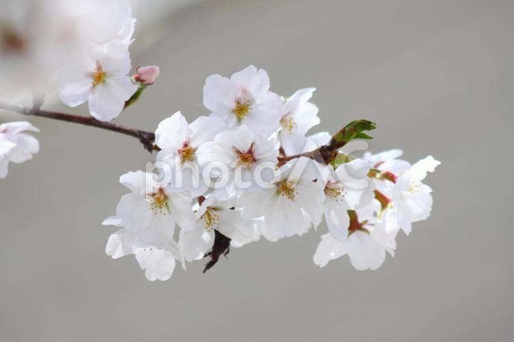 枝の先に開花したサクラの花々 さくら,春,ソメイヨシノの写真素材