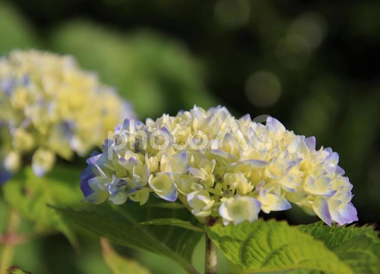 咲き始めたアジサイ アジサイ,紫陽花,花の写真素材
