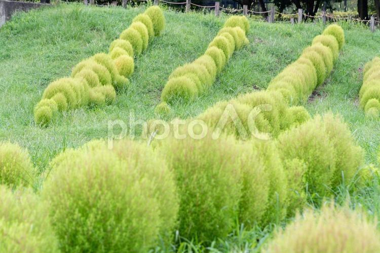 整然と並ぶ黄緑色のコキアの列 コキア,黄緑,草の写真素材