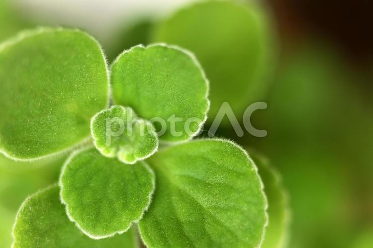 多肉植物アロマティカスのクローズアップ アロマティカス,多肉植物,多肉の写真素材