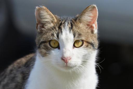 真剣な眼差しのねこさん 真剣な眼差しのねこさんの写真