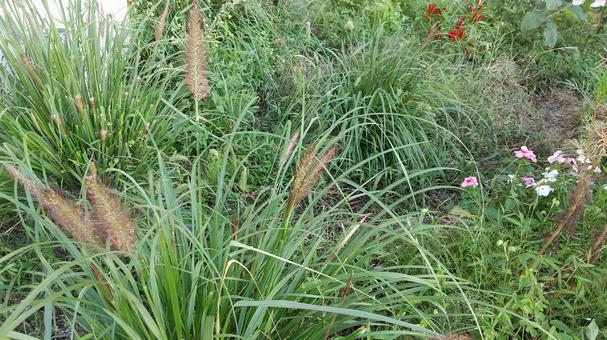 秋の草チカラシバ 秋の草チカラシバの写真