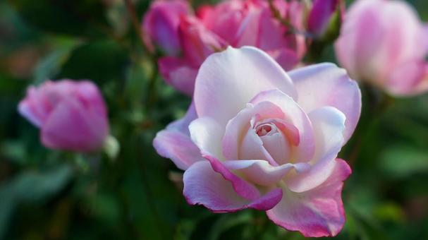 バラ園-743の写真