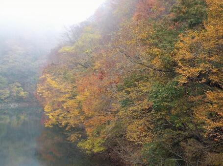 【紅葉写真】美しい紅葉 紅葉,自然,風景の写真素材