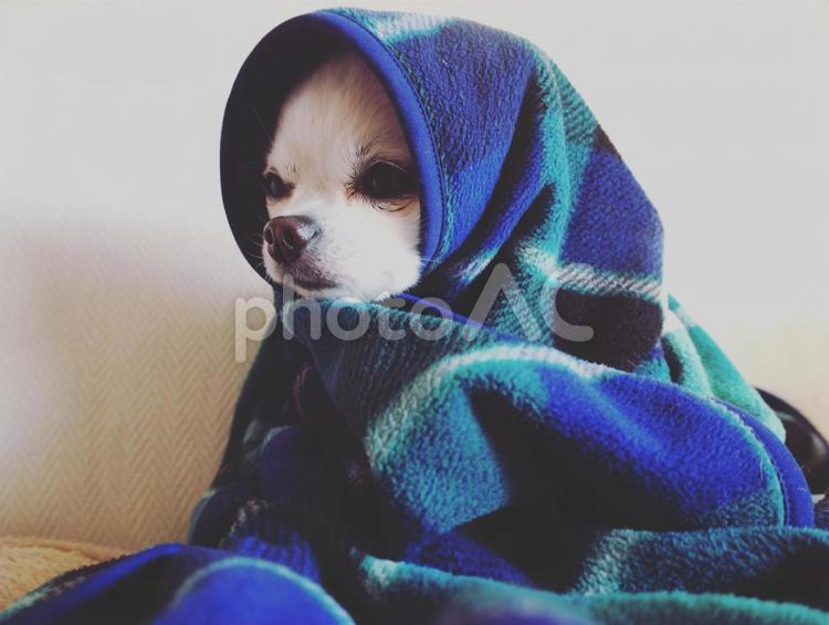 毛布にくるまる白い小型犬 チワワ,小型犬,子犬の写真素材