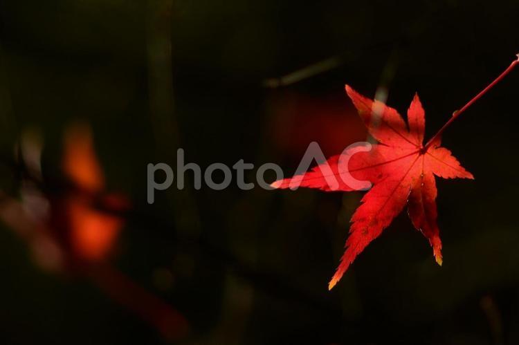 紅葉　紅葉　モミジ　秋の写真　秋の一枚 秋,赤,秋晴れの写真素材