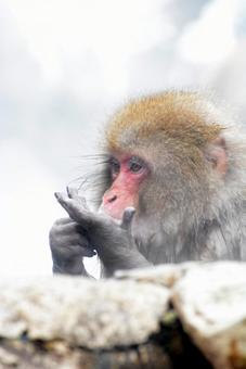 snow monkey's snow monkey'sの写真