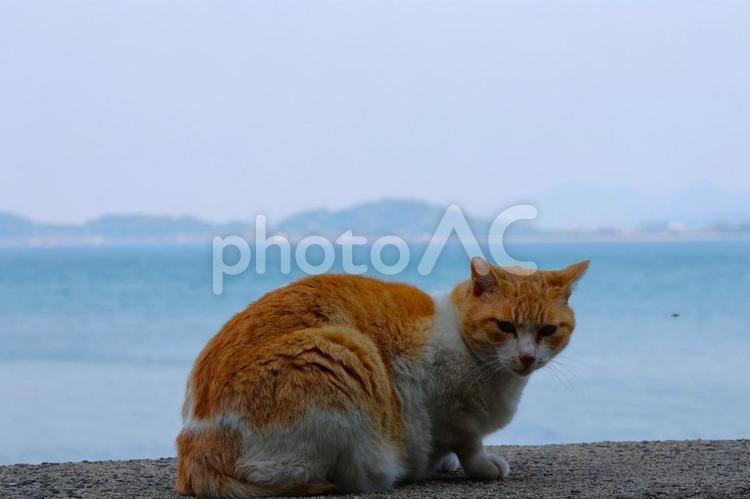 ５月中旬の志々島の防波堤のネコ ネコ,防波堤,海の写真素材