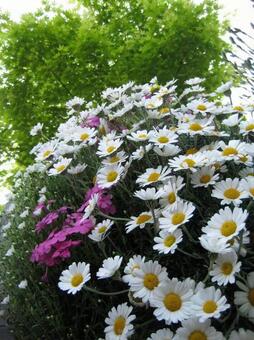 花と緑 花と緑 花,自然,夏の写真素材