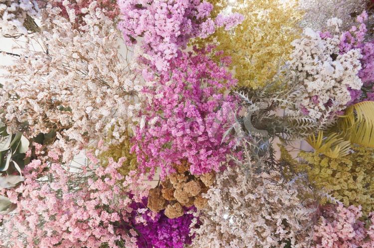 壁一面に飾られたおしゃれな花の写真 花,春,アートフラワーの写真素材