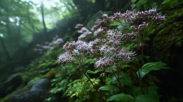 夏の山道を彩る清楚な花 夏の山道を彩る清楚な花の写真