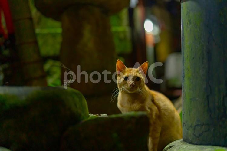 伏見稲荷大社で暮らす野良猫 伏見稲荷大社,野良猫,伏見稲荷の写真素材