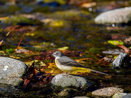 水辺のキセキレイ キセキレイ,屋外,風景の写真素材