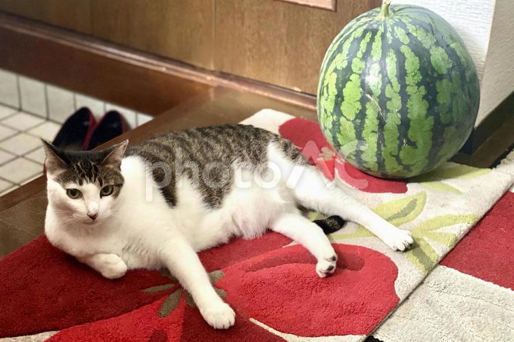 キジ白猫様withスイカ 猫,キジ白,微睡むの写真素材