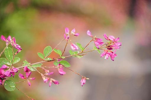 ピンクの花 ピンクの花の写真