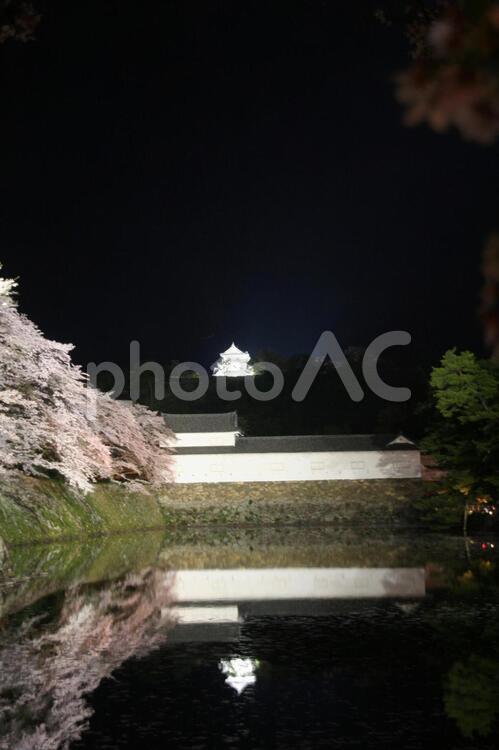 彦根城の夜桜 彦根城,夜桜,彦根の写真素材