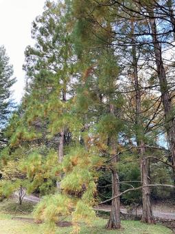 色付いたスイショウ 色付いたスイショウ 空,スイショウ,色鮮やかの写真素材