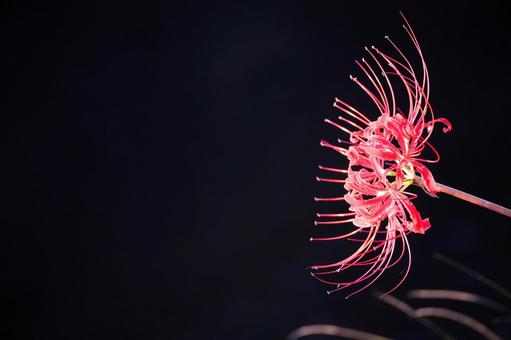 暗闇に浮かび上がる彼岸花 暗闇に浮かび上がる彼岸花 彼岸花,曼珠沙華,ヒガンバナの写真素材