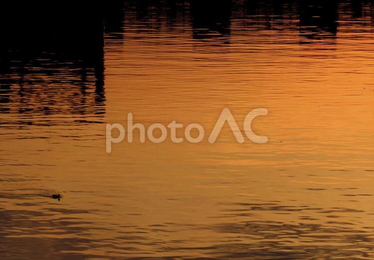 夕陽と水面と 夕焼け,夕陽,水面の写真素材